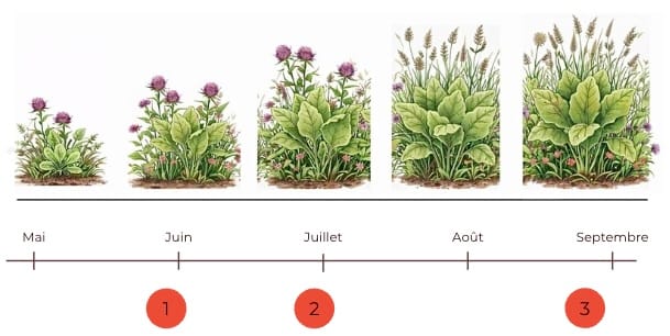 Schéma sans détection adventices