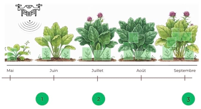 Schéma détection adventices par IA