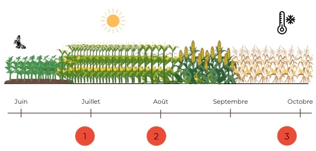 Schéma sans traitement