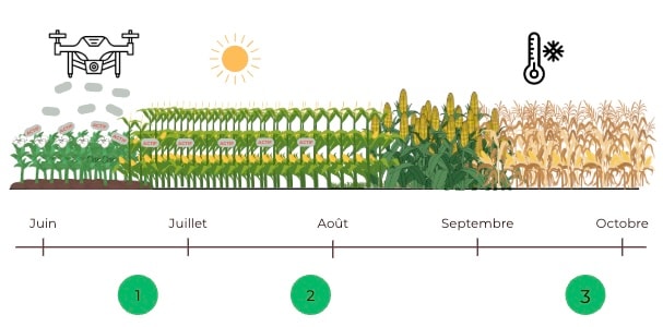 Schéma trichogrammes par drone